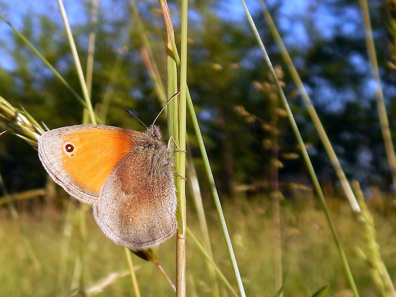 Coenonympha pamphilus